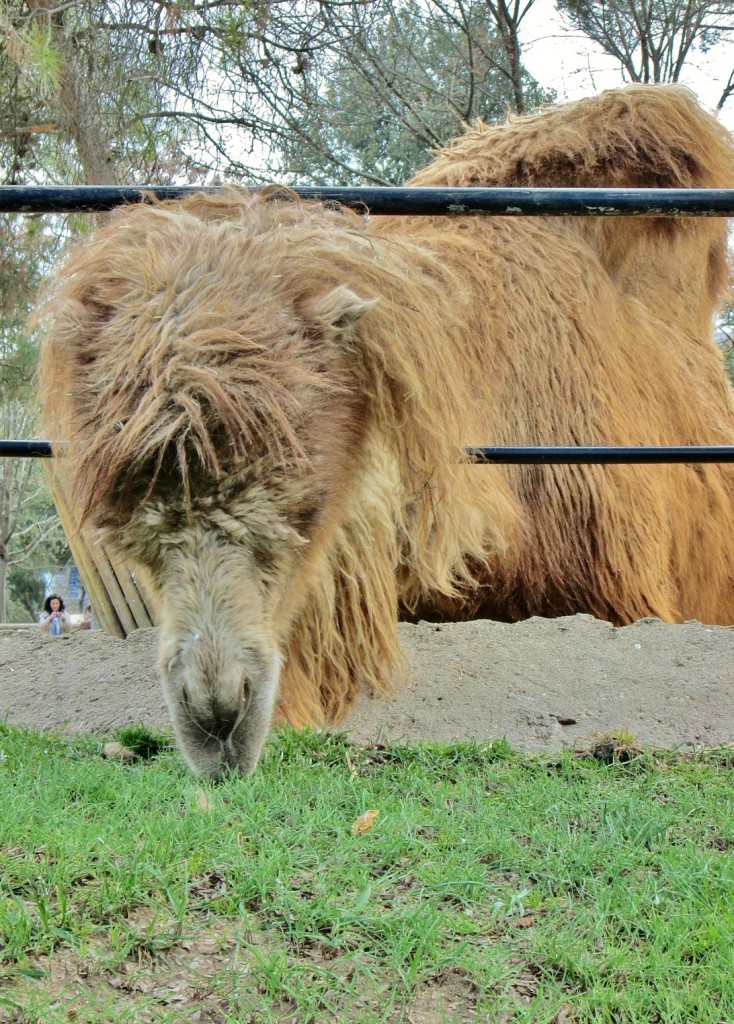 Foto: Zoo - Madrid (Comunidad de Madrid), España