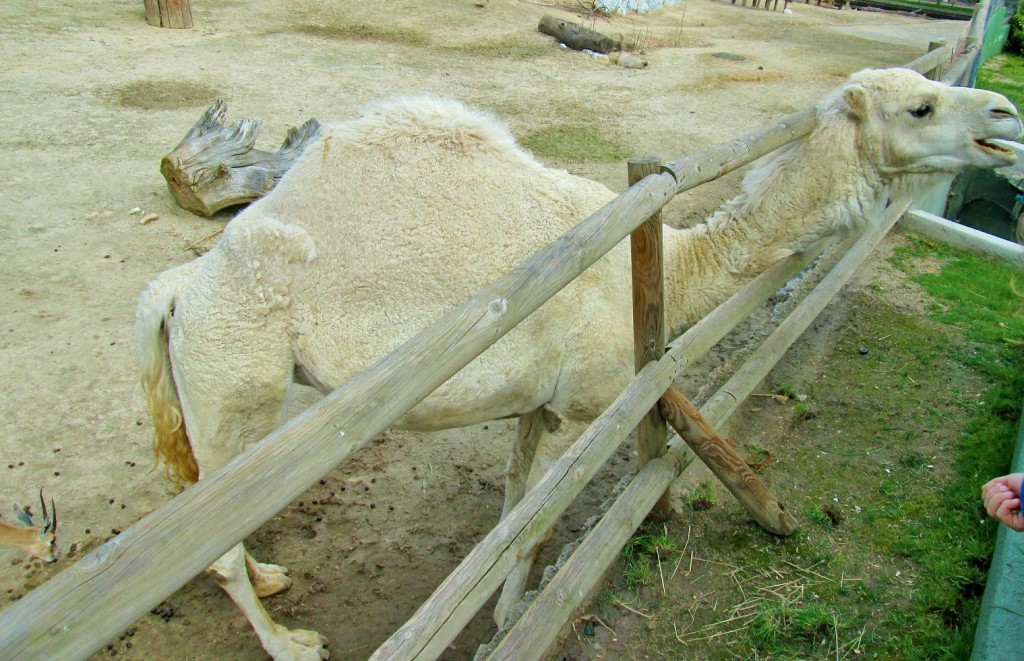 Foto: Zoo - Madrid (Comunidad de Madrid), España