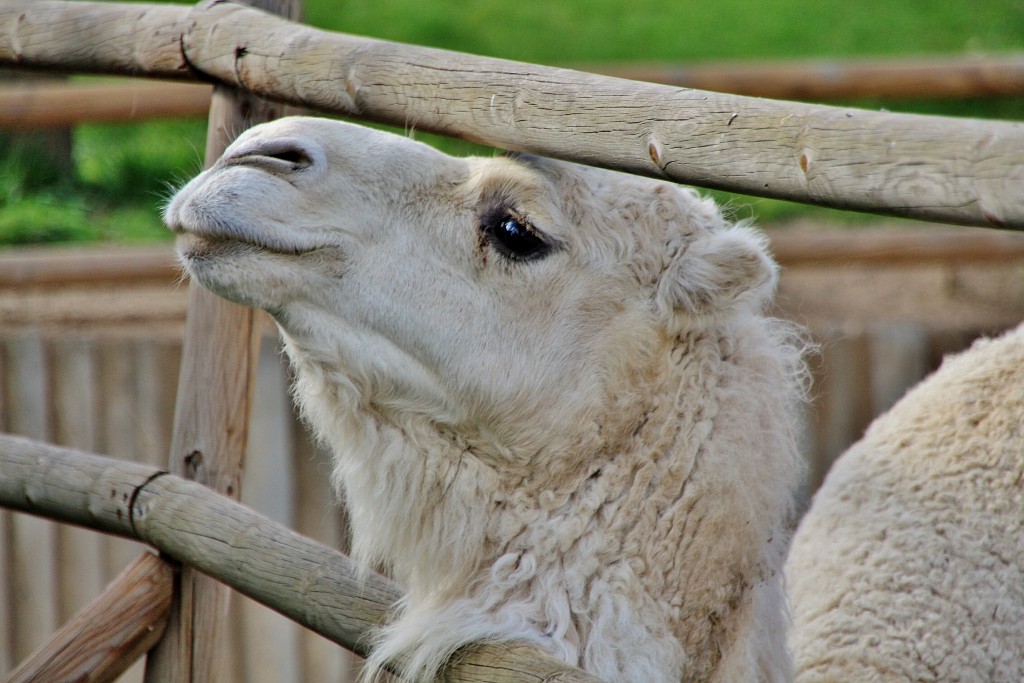 Foto: Zoo - Madrid (Comunidad de Madrid), España