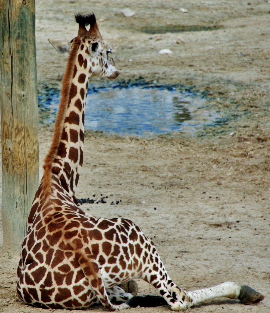 Foto: Zoo - Madrid (Comunidad de Madrid), España