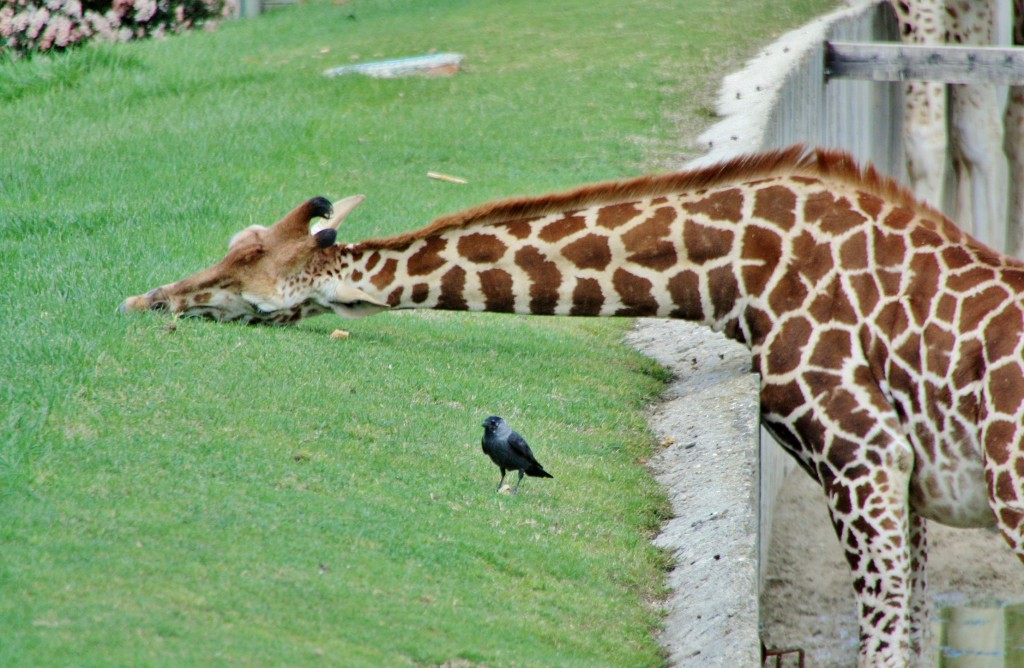 Foto: Zoo - Madrid (Comunidad de Madrid), España