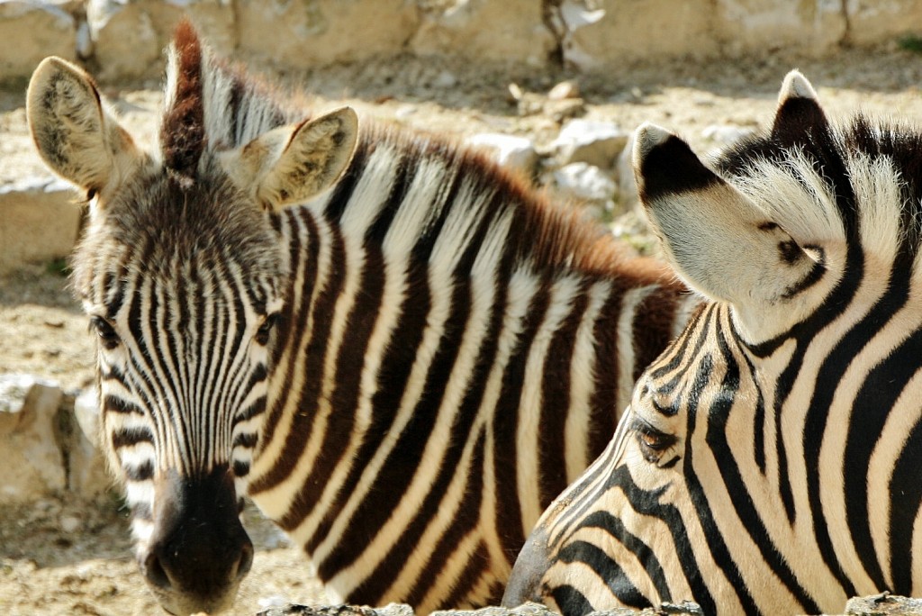 Foto: Zoo - Madrid (Comunidad de Madrid), España