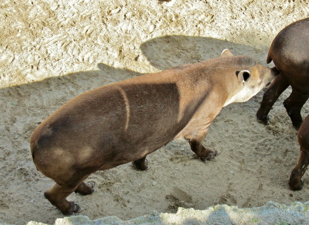 Foto: Zoo - Madrid (Comunidad de Madrid), España