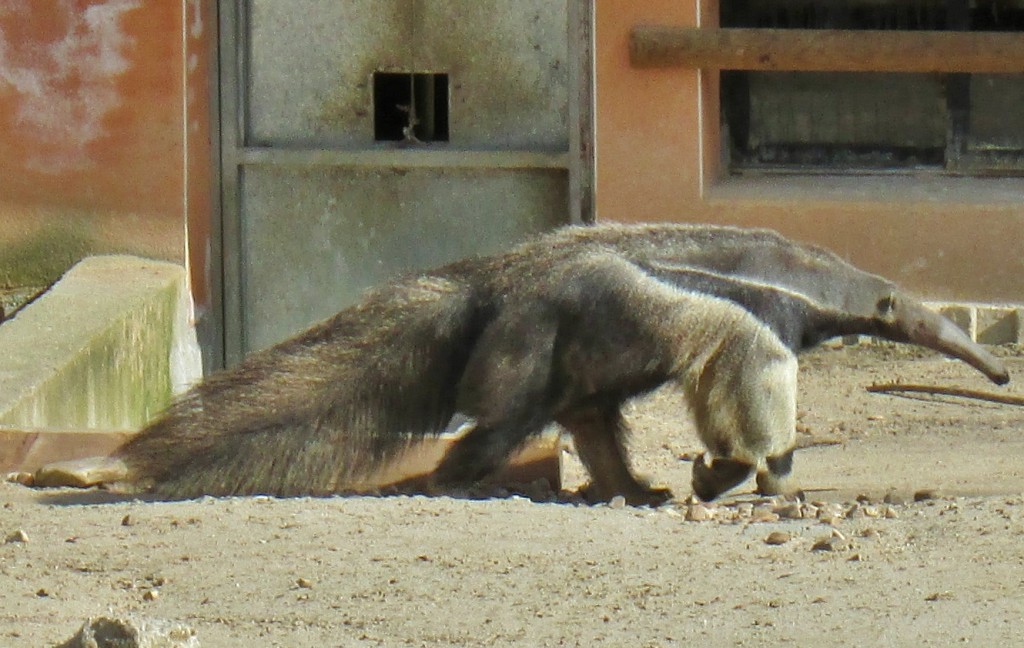 Foto: Zoo - Madrid (Comunidad de Madrid), España