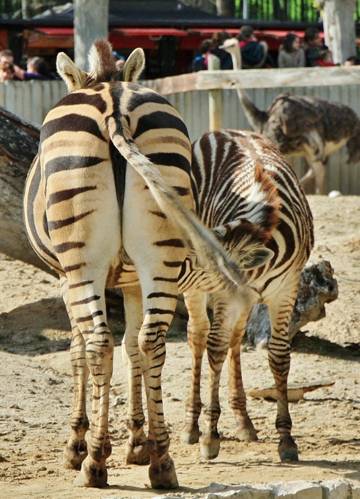 Foto: Zoo - Madrid (Comunidad de Madrid), España