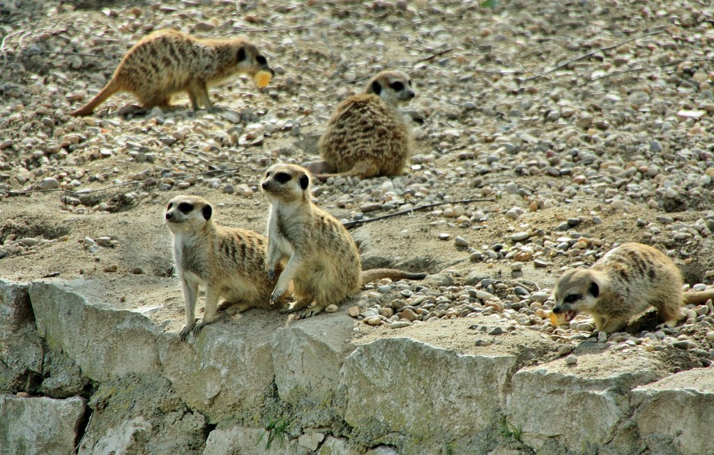 Foto: Zoo - Madrid (Comunidad de Madrid), España