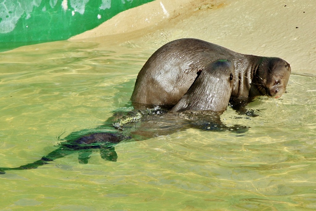 Foto: Zoo - Madrid (Comunidad de Madrid), España