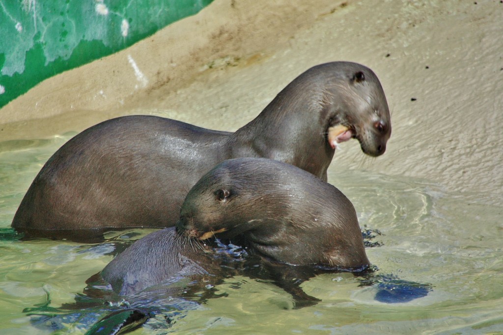 Foto: Zoo - Madrid (Comunidad de Madrid), España