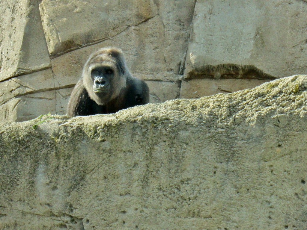 Foto: Zoo - Madrid (Comunidad de Madrid), España