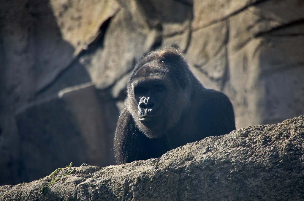 Foto: Zoo - Madrid (Comunidad de Madrid), España