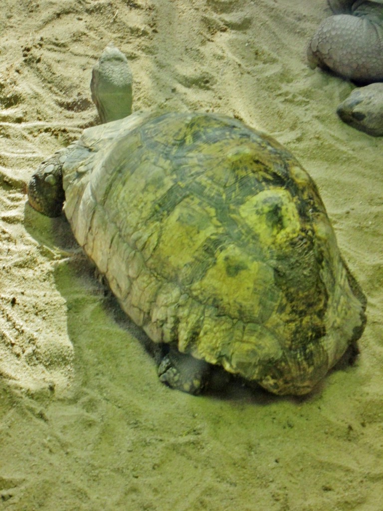 Foto: Zoo - Madrid (Comunidad de Madrid), España