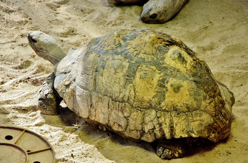 Foto: Zoo - Madrid (Comunidad de Madrid), España