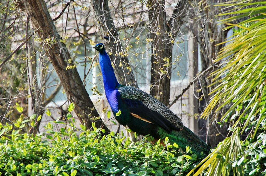 Foto: Zoo - Madrid (Comunidad de Madrid), España