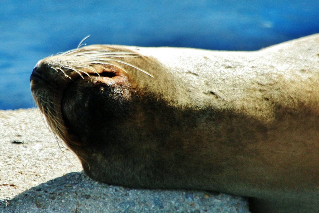 Foto: Zoo - Madrid (Comunidad de Madrid), España