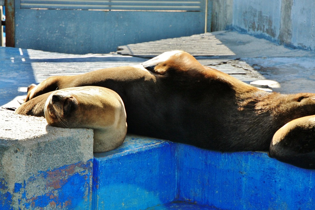 Foto: Zoo - Madrid (Comunidad de Madrid), España