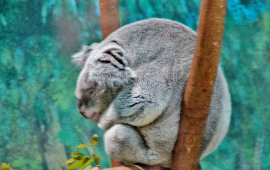 Foto: Zoo - Madrid (Comunidad de Madrid), España