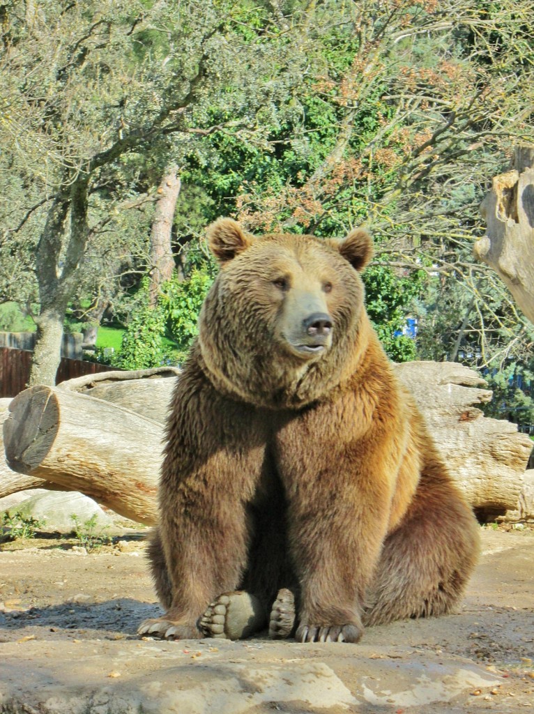 Foto: Zoo - Madrid (Comunidad de Madrid), España