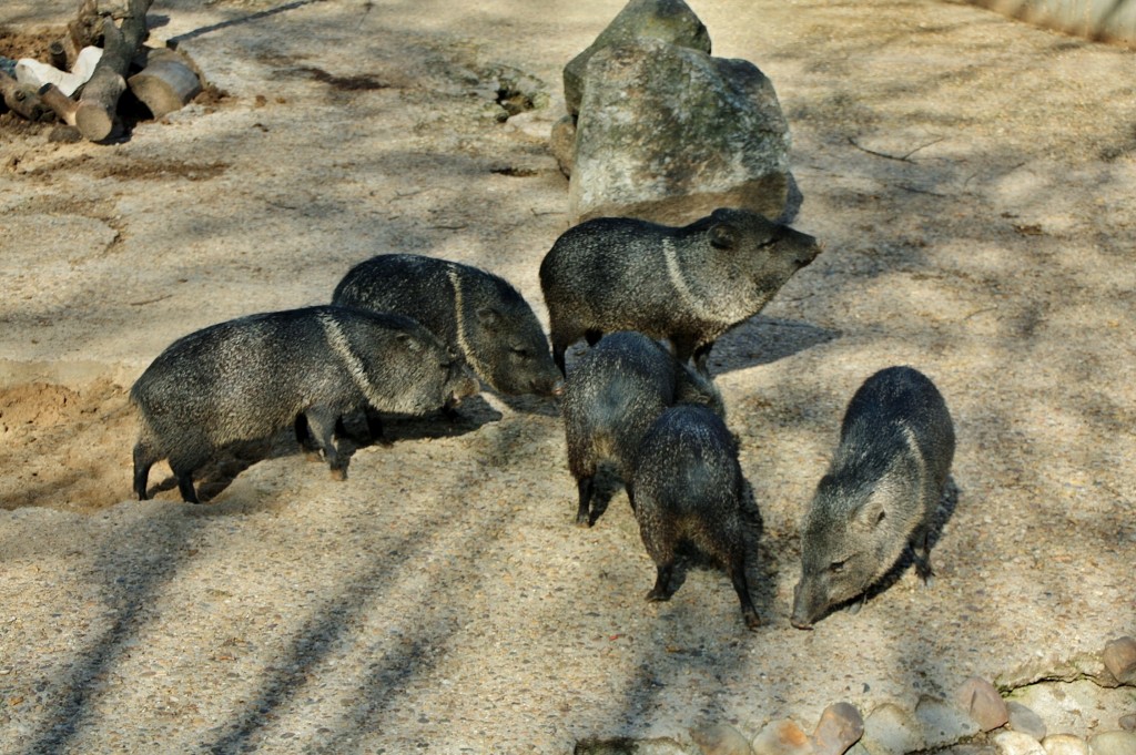 Foto: Zoo - Madrid (Comunidad de Madrid), España