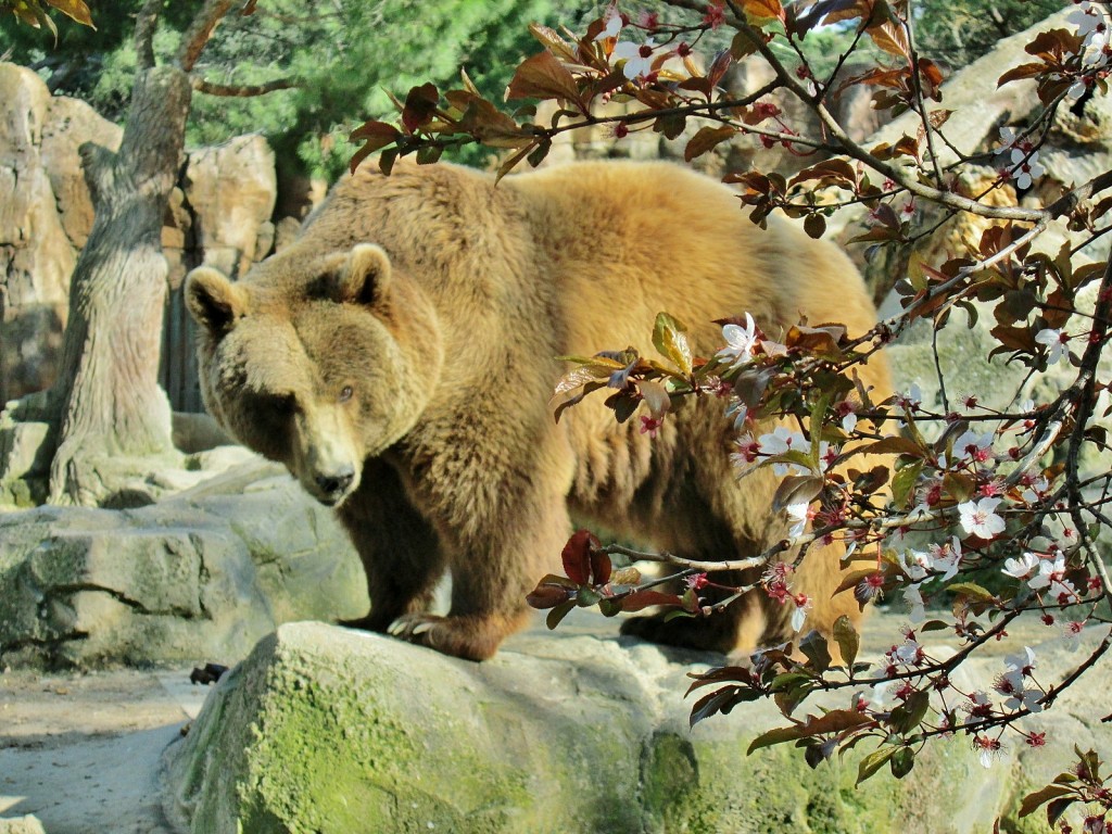 Foto: Zoo - Madrid (Comunidad de Madrid), España