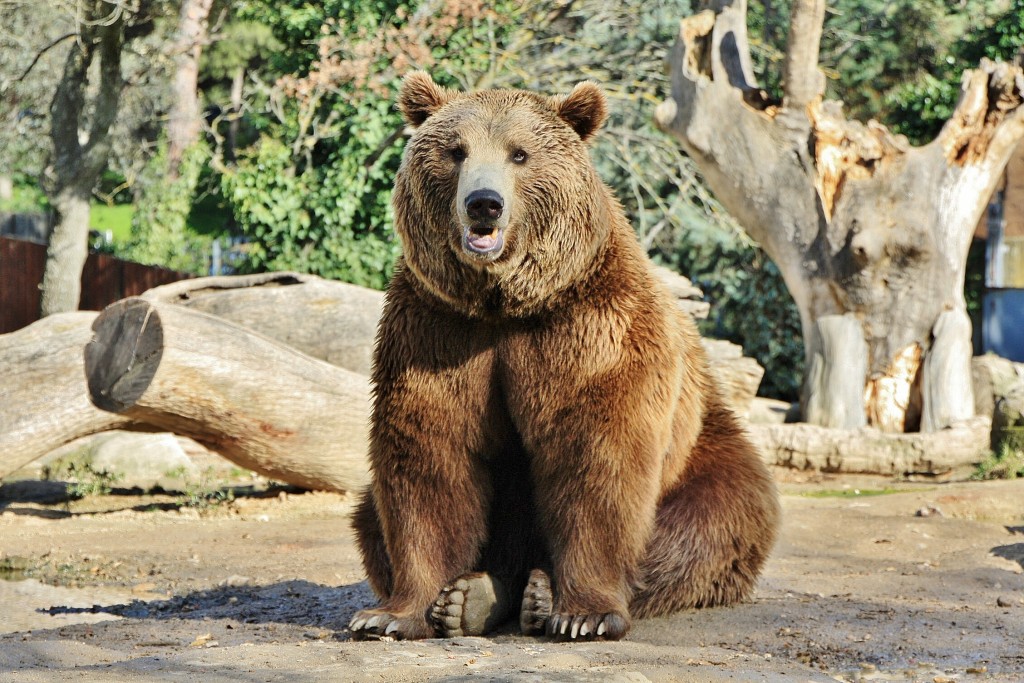 Foto: Zoo - Madrid (Comunidad de Madrid), España