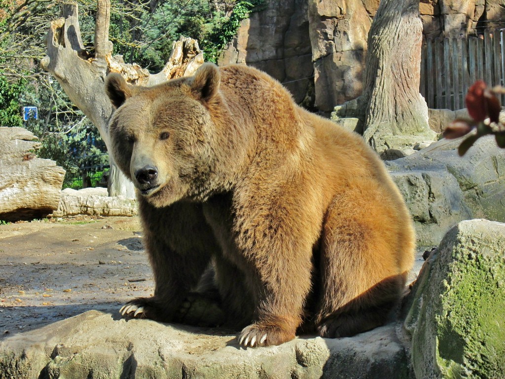 Foto: Zoo - Madrid (Comunidad de Madrid), España