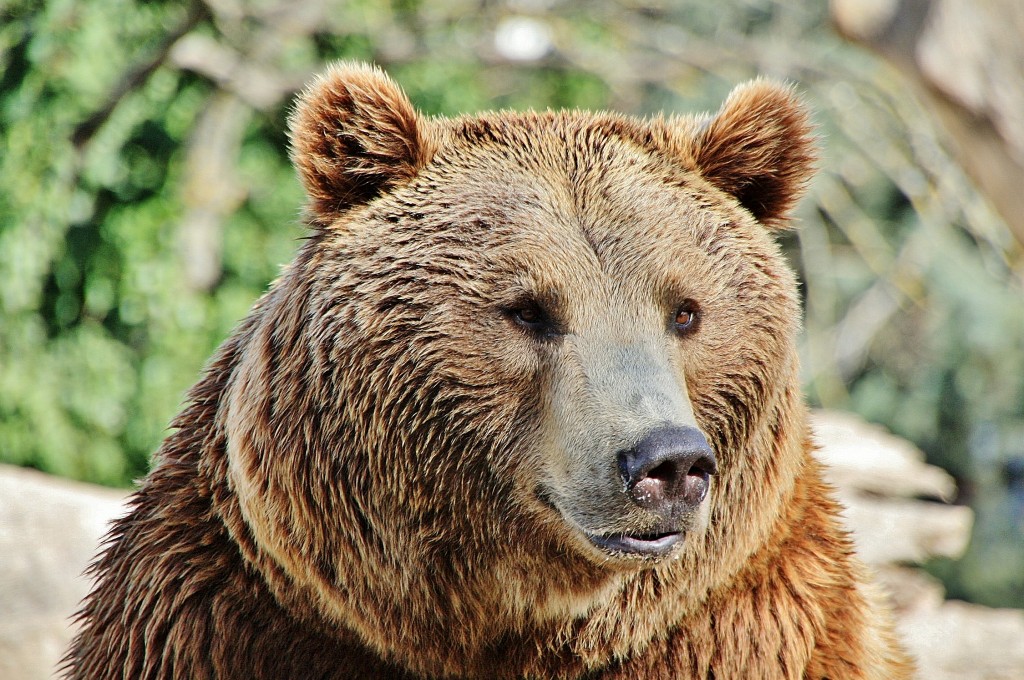 Foto: Zoo - Madrid (Comunidad de Madrid), España