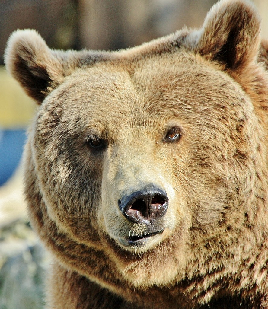 Foto: Zoo - Madrid (Comunidad de Madrid), España