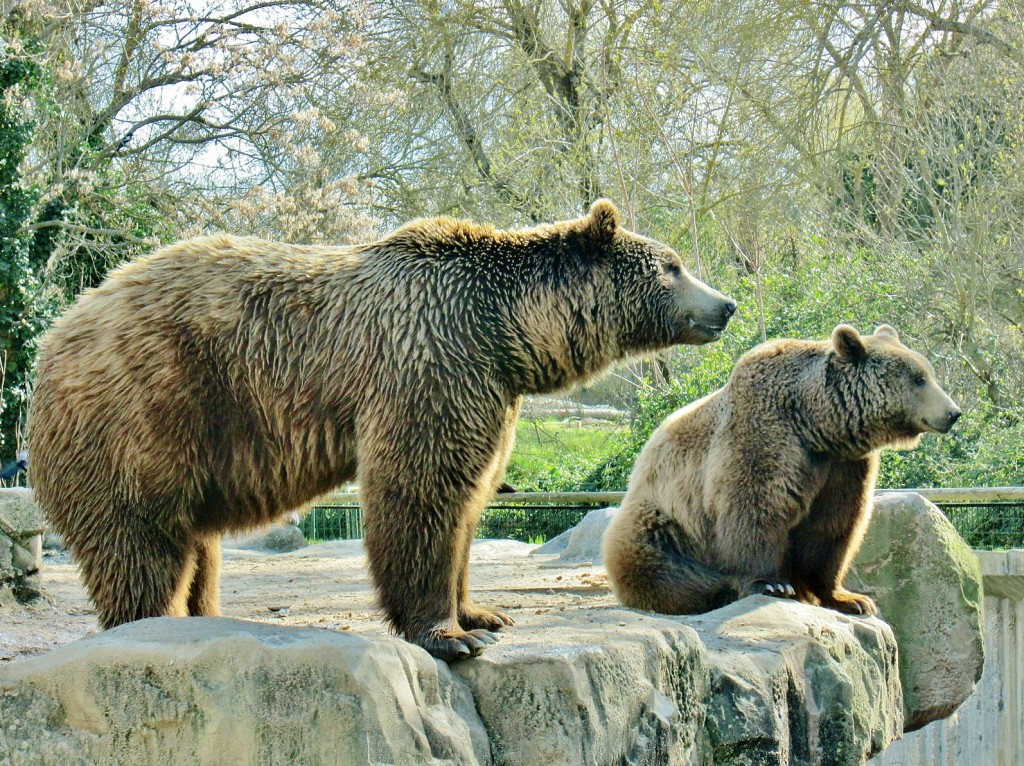 Foto: Zoo - Madrid (Comunidad de Madrid), España