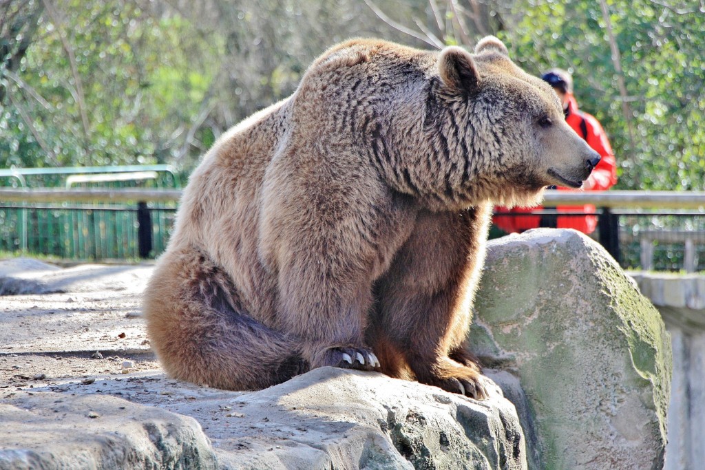 Foto: Zoo - Madrid (Comunidad de Madrid), España