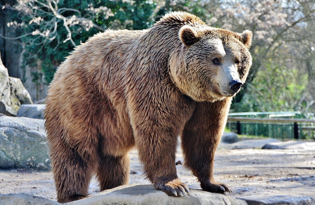 Foto: Zoo - Madrid (Comunidad de Madrid), España