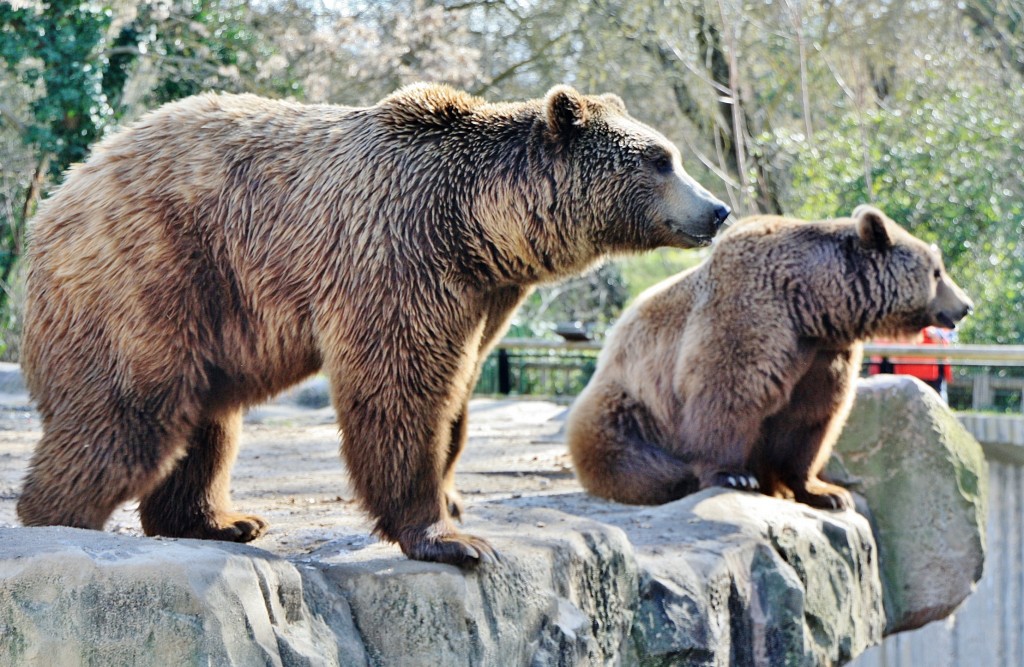 Foto: Zoo - Madrid (Comunidad de Madrid), España