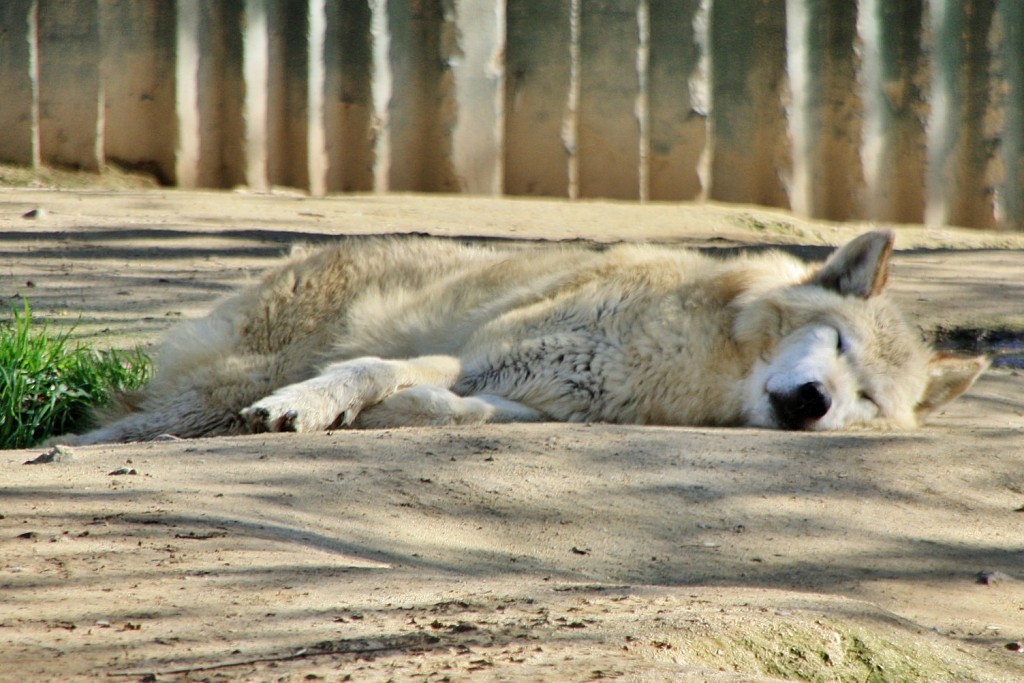 Foto: Zoo - Madrid (Comunidad de Madrid), España