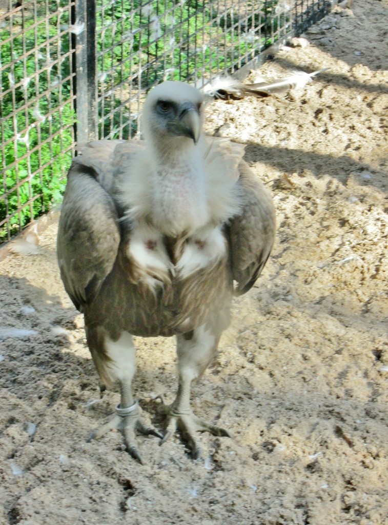 Foto: Zoo - Madrid (Comunidad de Madrid), España