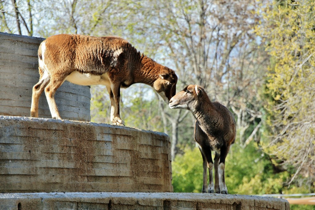 Foto: Zoo - Madrid (Comunidad de Madrid), España