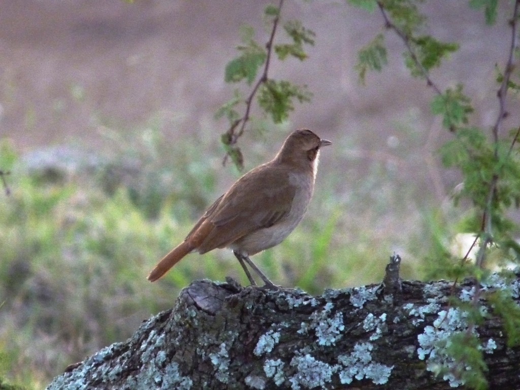 Foto: Hornero - Gualeguaychú (Entre Ríos), Argentina