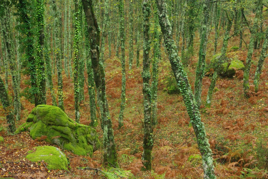 Foto de Terras de Bouro (Braga), Portugal