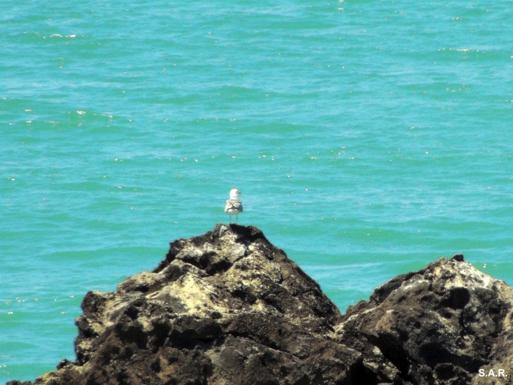 Foto: ¿ Me tiro o no me tiro? - Conil de la Frontera (Cádiz), España