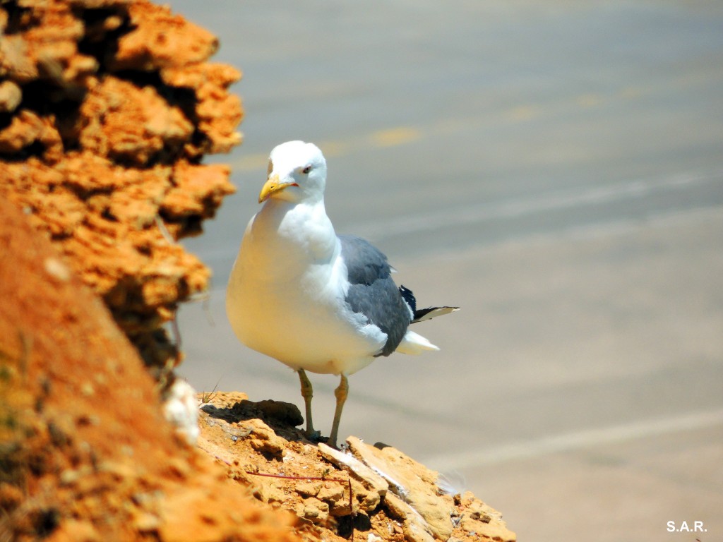 Foto: ¡¡¡ Hola ¡¡ - Conil de la Frontera (Cádiz), España