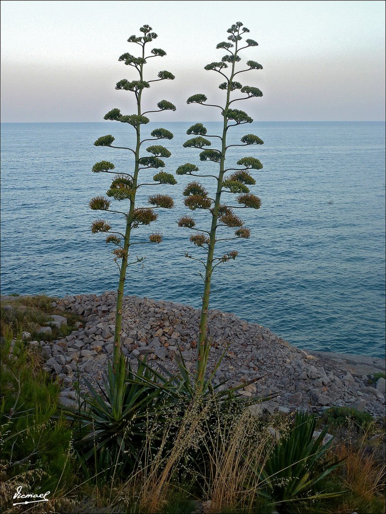 Foto: 130616-14 OROPESA DEL MAR - Oropesa Del Mar (Castelló), España