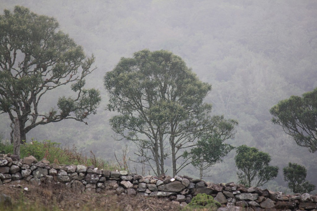 Foto de Jauregui (Táchira), Venezuela