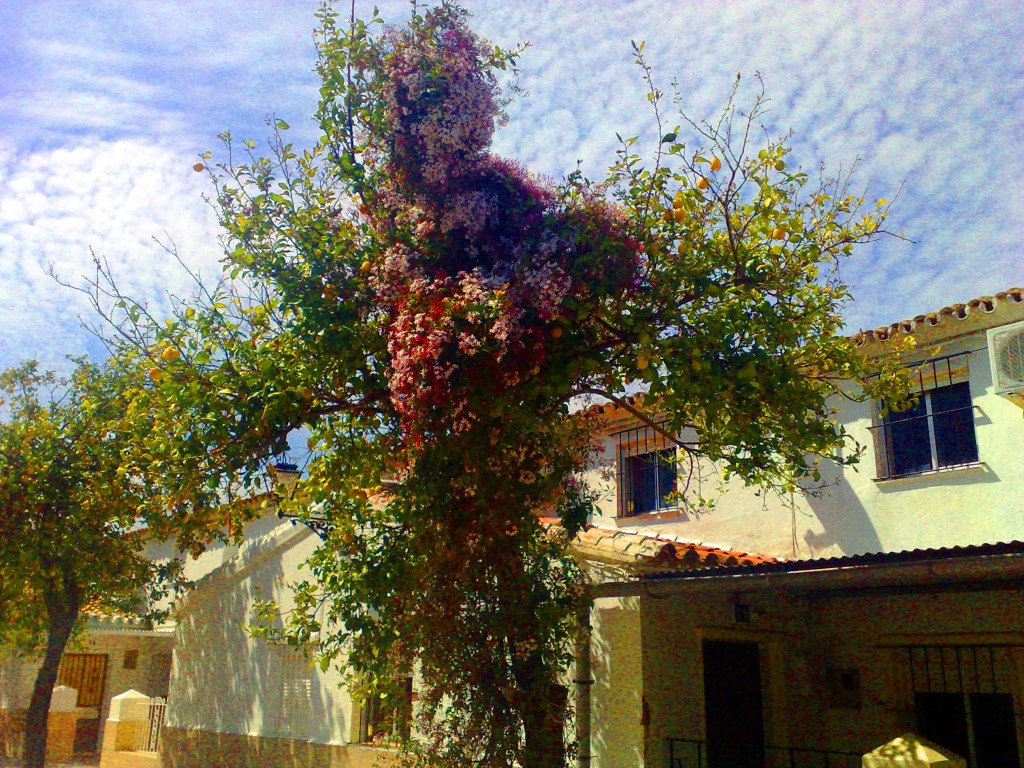 Foto: Arboles de jazmín - San José del Valle (Cádiz), España