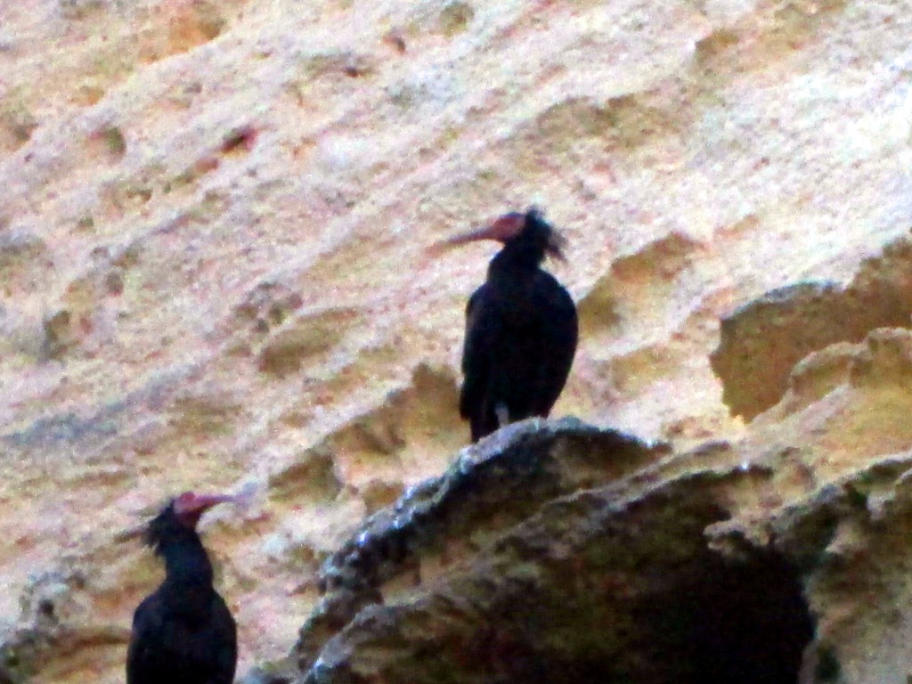 Foto: Ibis Eremitas - Vegér de la Frontera (Cádiz), España