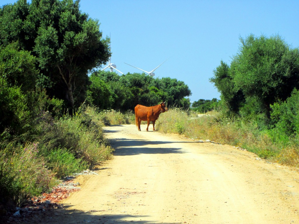 Foto: ¿¿ Quien se atreve a pasar ?? ¡¡ heee - Vegér de la Frontera (Cádiz), España