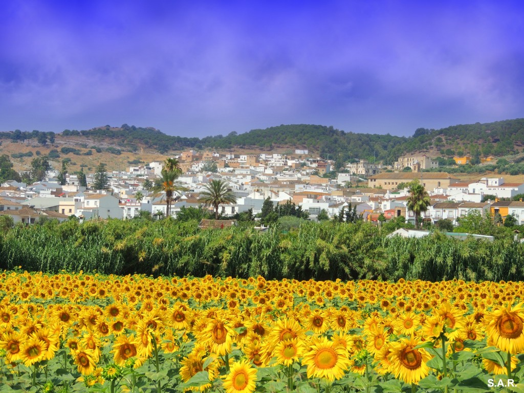 Foto: Vista de Bornos - Bornos (Cádiz), España