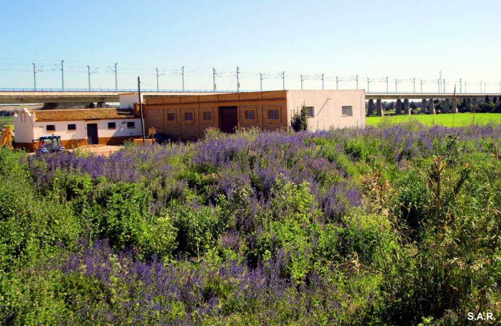 Foto: Finca La Herradura - El Portal (Cádiz), España