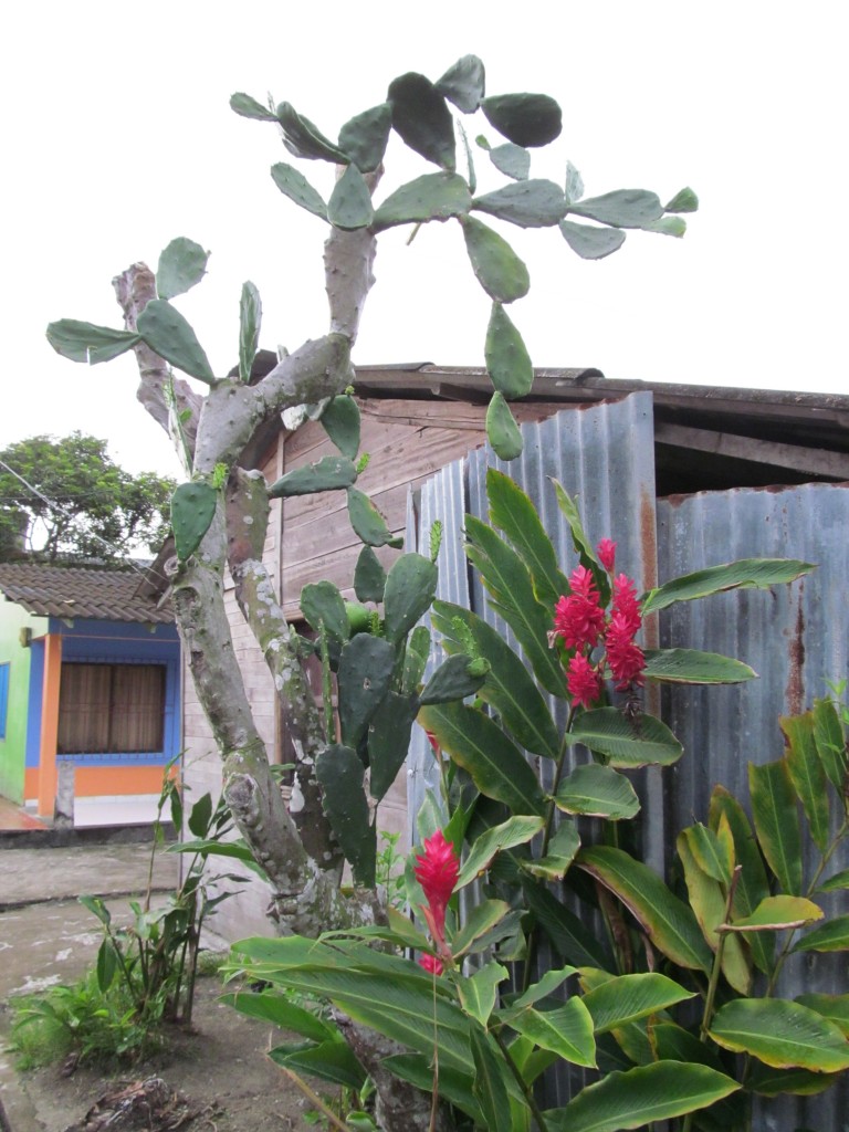 Foto de Sapzurro (Chocó), Colombia