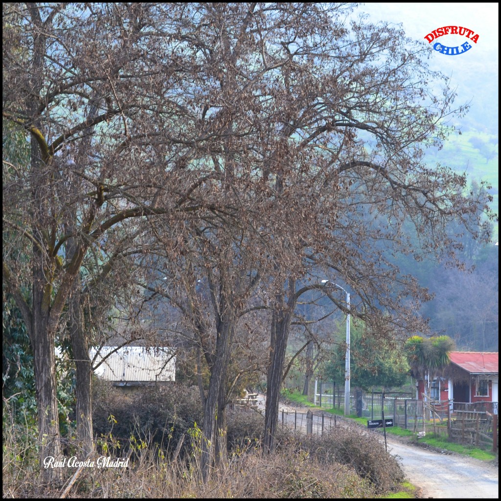 Foto: Tarde otoñal - Lo Miranda (Libertador General Bernardo OʼHiggins), Chile