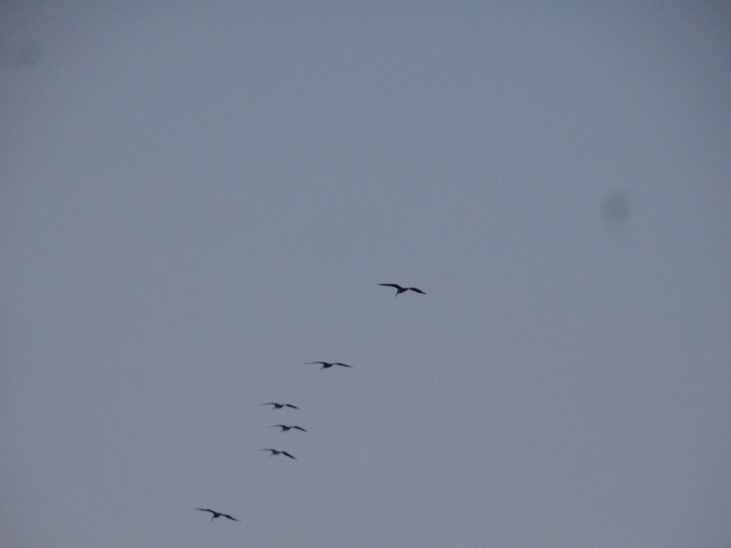 Foto: Gaviotas - Crucitas (Manabí), Ecuador