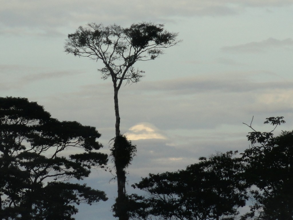 Foto: El sangay - Simón Bolívar (Mushullacta) (Pastaza), Ecuador