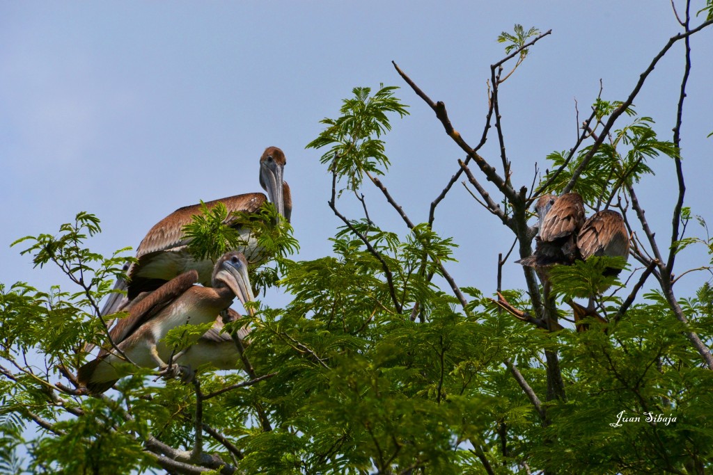 Foto: PELÍCANO - Puntarenas, Costa Rica